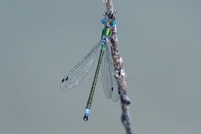 Lestes dryas (m.)