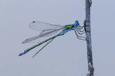 Lestes dryas (m.)