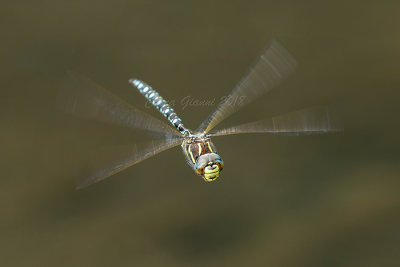  Aeshna juncea (m.)