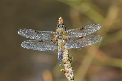 Libellula quadrimaculata (f.)