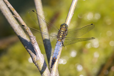 Orthetrum cancellatum  (m.)