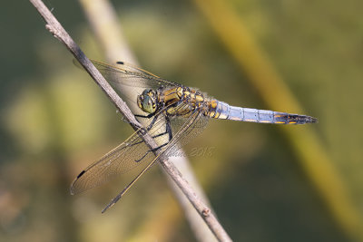 Orthetrum cancellatum  (m.)