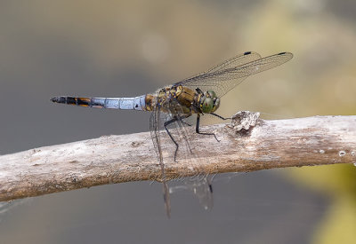 Orthetrum cancellatum (m.)