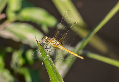 Sympetrum fonscolombii (j.m.)