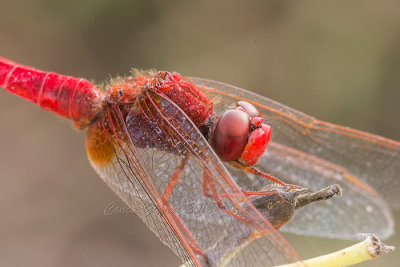 Crocothemis erythraea (m.)