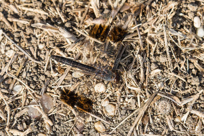 Brachythemis impartita (m.)