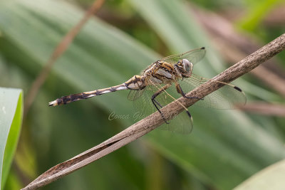 Orthetrum albistylum (f.)