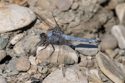 Orthetrum brunneum (m.)