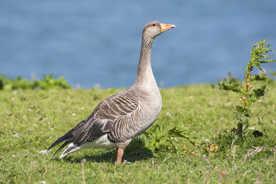 Greylag Goose
