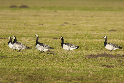 Barnacle Goose