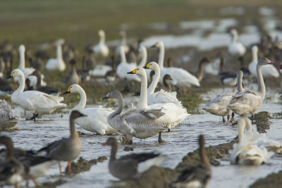 Tundra Swan