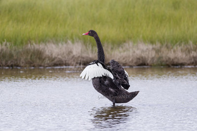 Black Swan 