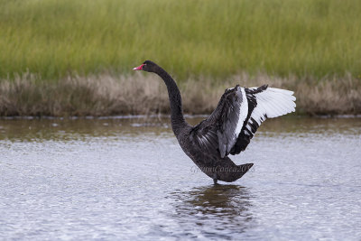 Black Swan 