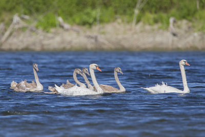 Mute Swan with chicks