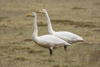 Whooper Swan