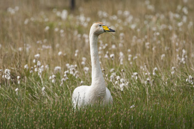 Whooper Swan