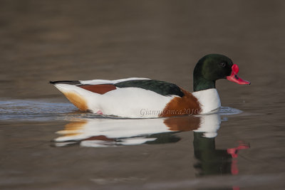 Shelduck (m.)