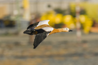 Ruddy Shelduck
