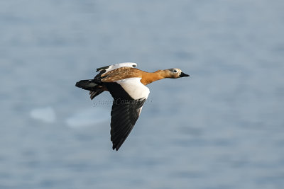 Ruddy Shelduck