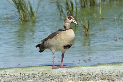 Egyptian Goose 
