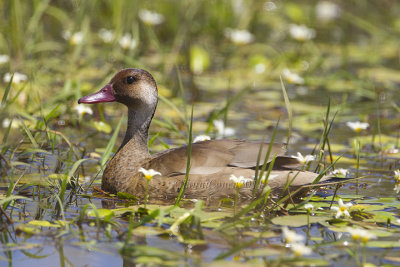 Brazilian Teal (m.)