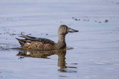 Australasian Shoveler (m.)