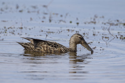 Australasian Shoveler (f.)