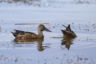 Australasian Shoveler (cp.)
