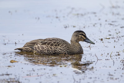 Pacific Black Duck