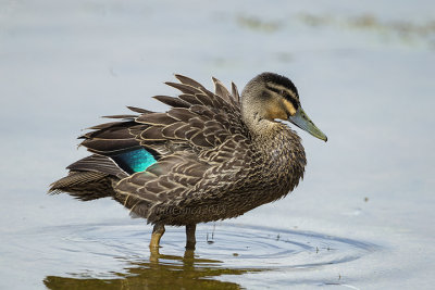 Pacific Black Duck