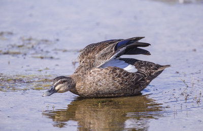 Pacific Black Duck