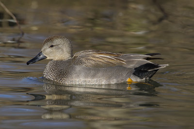 Gadwall (m.)