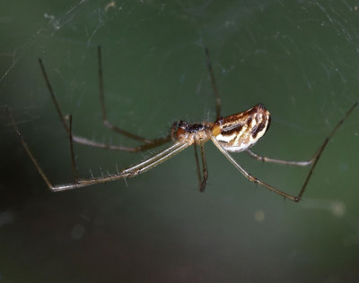 Sierra Dome Spider, Neriene litigiosa