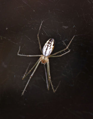 Sierra Dome Spider, Neriene litigiosa