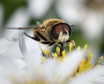 Drone Fly, Eristalis arbustorum, male