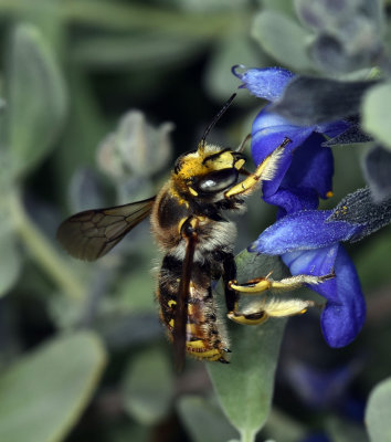 European Woolcarder Bee, Anthidium manicatum, male