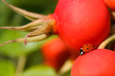 Biedronka siedmiokropka (<i>Coccinella septempunctata</i>)