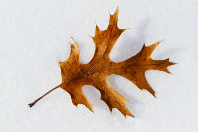 Lost Leaf