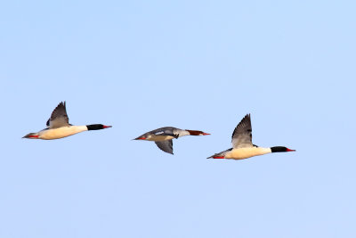 Moving Mergansers