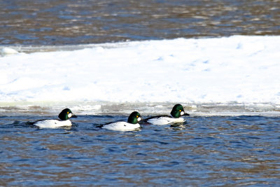 Moving with the Ice