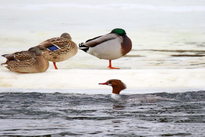 Sneaking by the Ducks