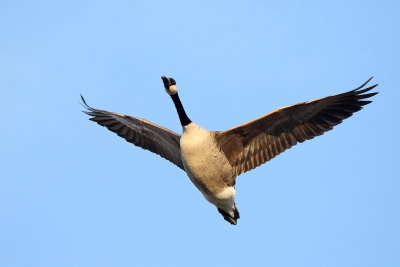 Goose Above