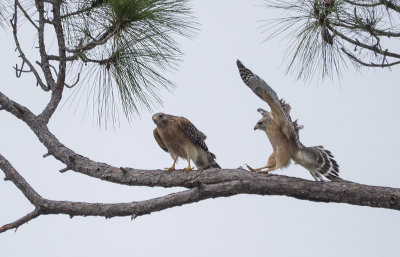Red Shouldered Hawks, Sarasota FL