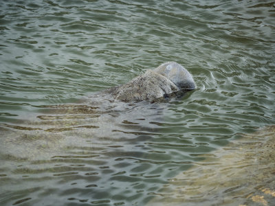 Manatee Snout With Injury