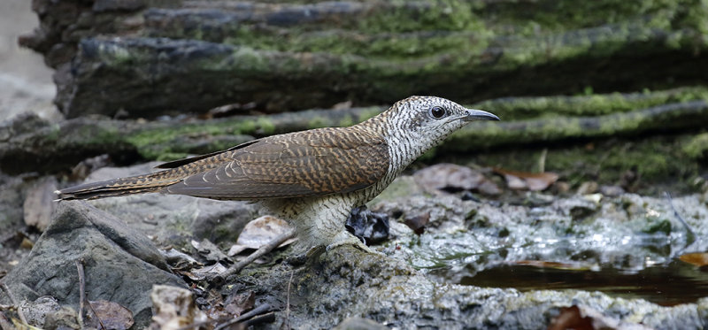 Banded Bay Cuckoo