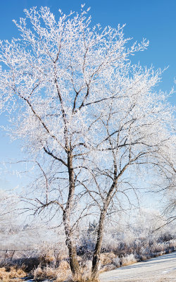 Blue and White