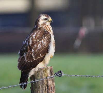 Buizerd - Common Buzzard
