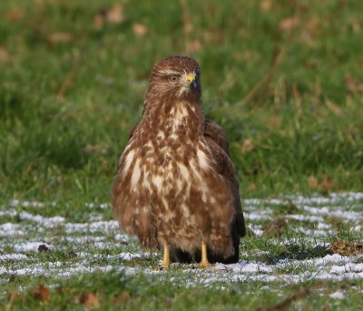 Buizerd - Common Buzzard