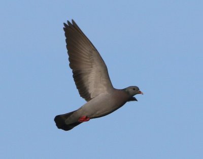 Holenduif - Stock Dove