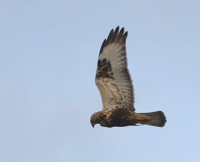 Ruigpootbuizerd - Rough-legged Buzzard